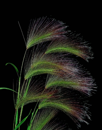 Picture of Grasses - Hordeum Jubatum